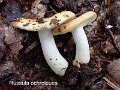 Russula ochroleuca-amf1715